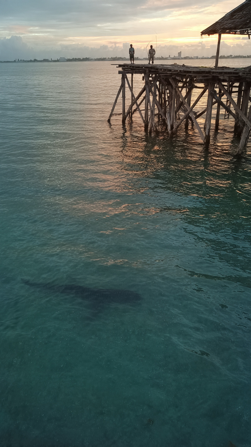 Papua – Cenderawasih Körfezi Whale Shark Turu - Görsel 7