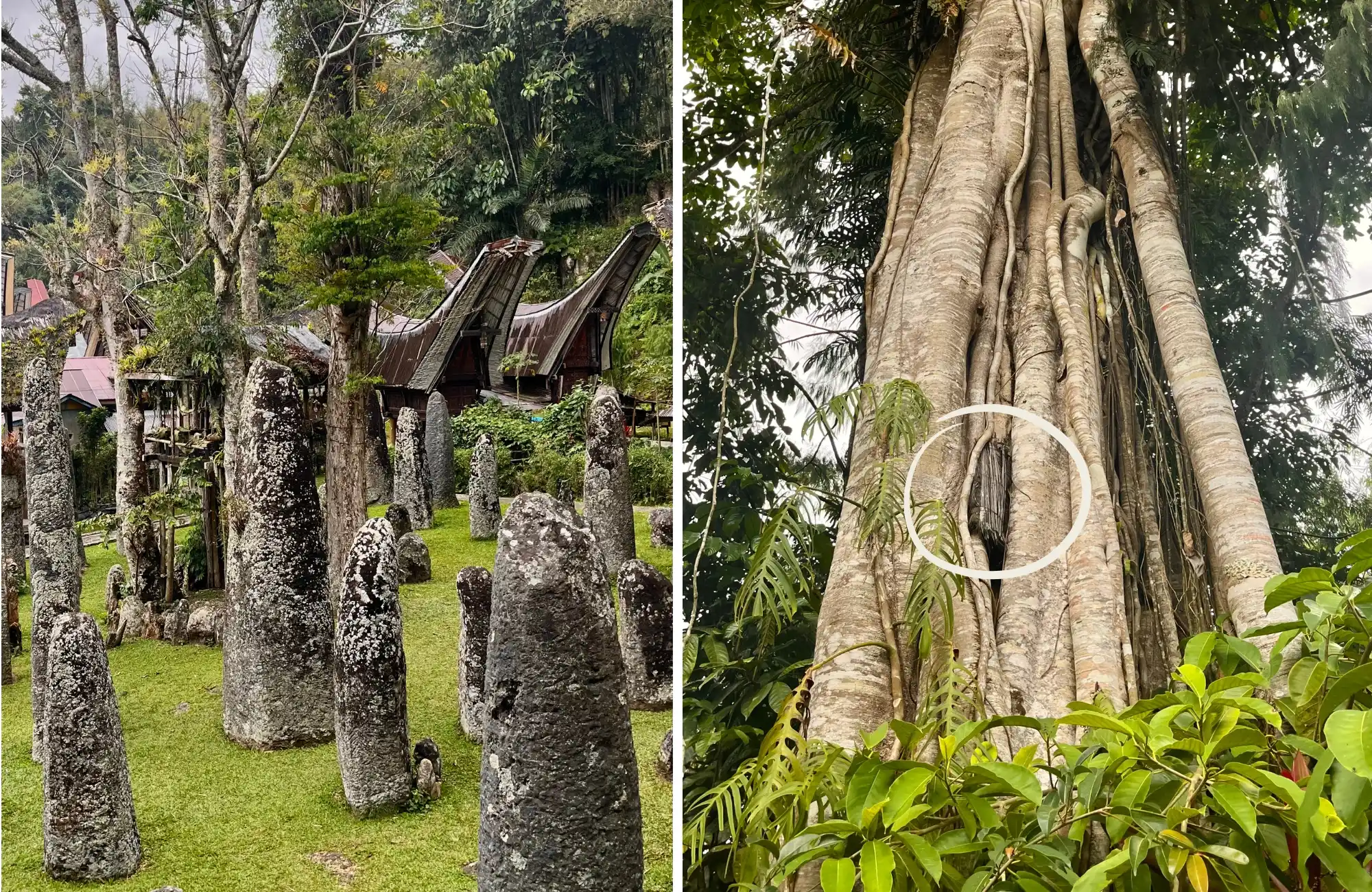 Toraja Ölüm Ritüelleri & Geleneksel Köyler Turu - Görsel 4