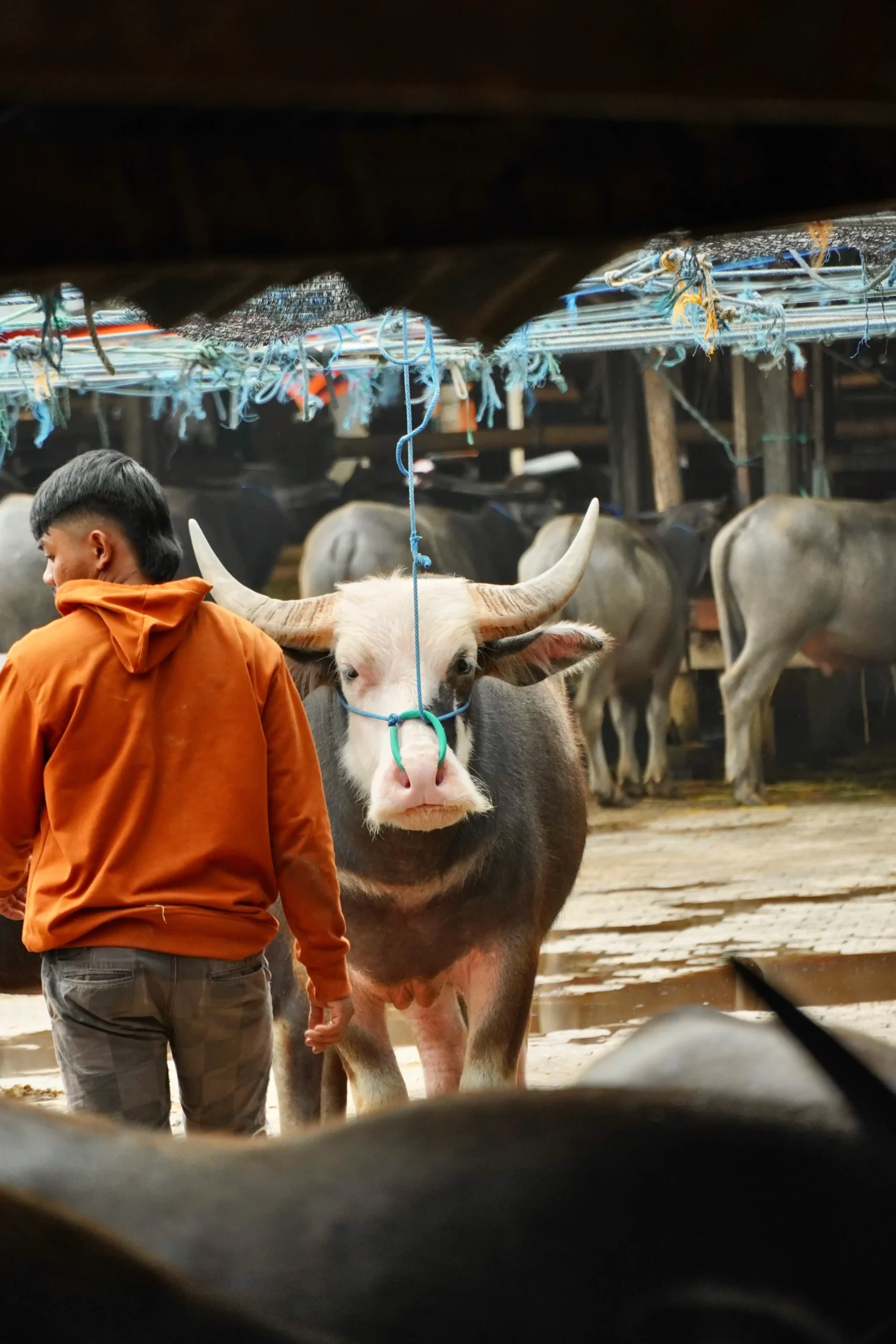 Toraja Ölüm Ritüelleri & Geleneksel Köyler Turu - Görsel 9
