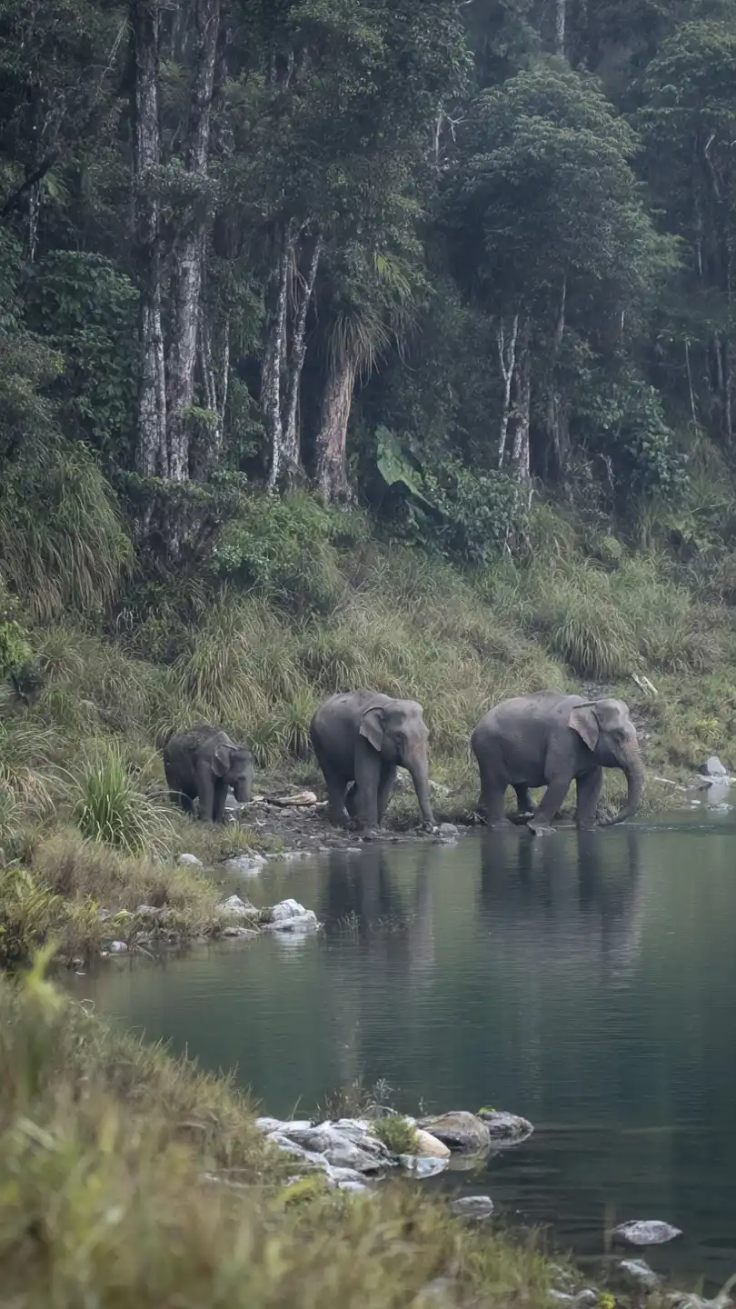 Sumatra - Kerinci & Vahşi Doğa Turu - Görsel 4